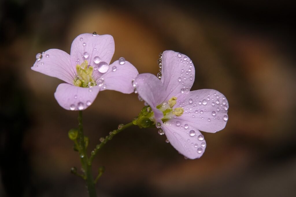 Light purple spring flowers with dew