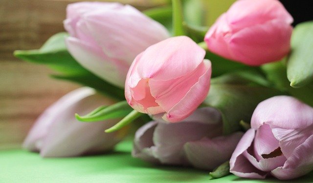 a picture of tulips